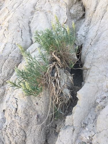 Longleaf Wormwood Bonsai