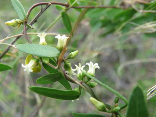 Bearded Swallow-wort