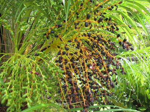 Pygmy Date Palm Bonsai