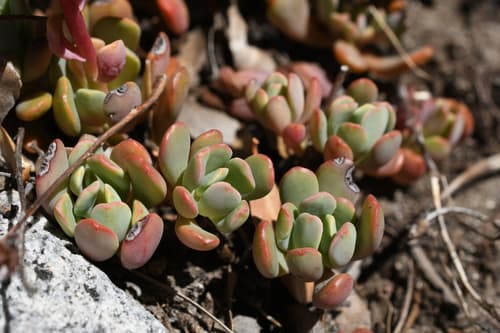 Sierra Stonecrop