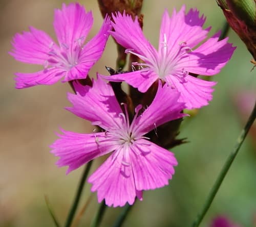 Carthusian Pink Bonsai (Hypothetical)