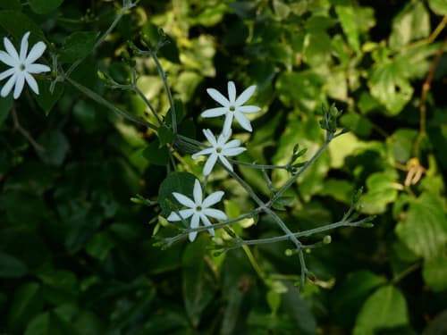 River Jasmine Bonsai