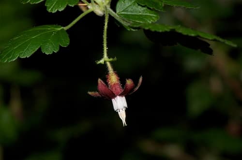 Canyon Gooseberry Bonsai