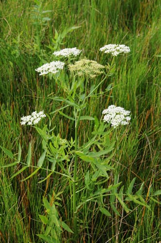 Greater Water-parsnip