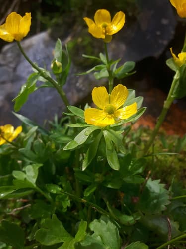 Eschscholtz's Buttercup