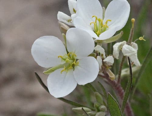 Bicolor Fanmustard