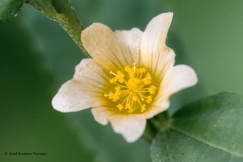 Spinyhead Sida Flower