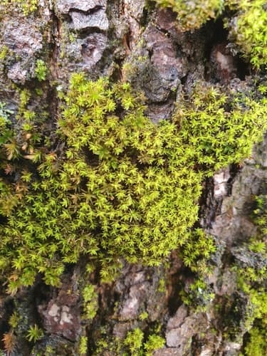 Blunt-leaved Bristle Moss