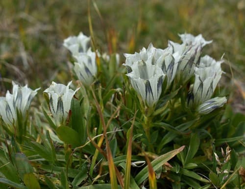 Arctic Gentian