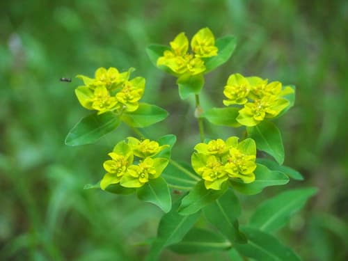 Eggleaf Spurge