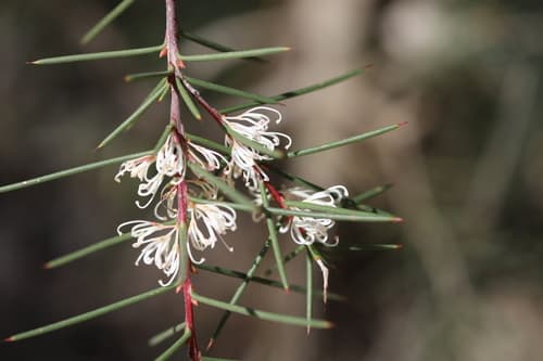 Bushy Needlewood Bonsai