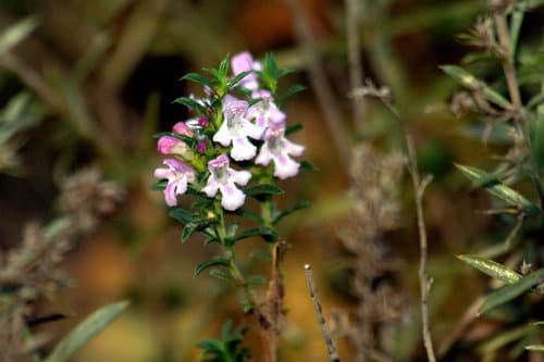 Winter Savory Bonsai