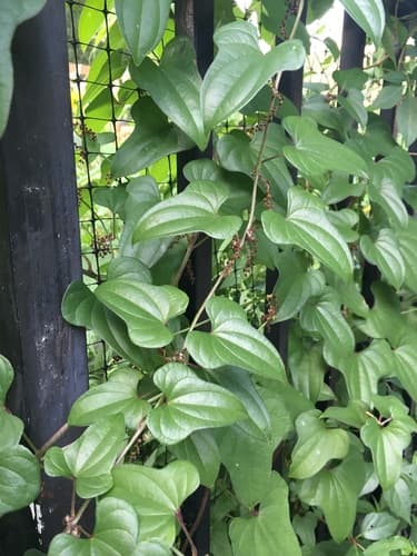Chinese Yam Vine