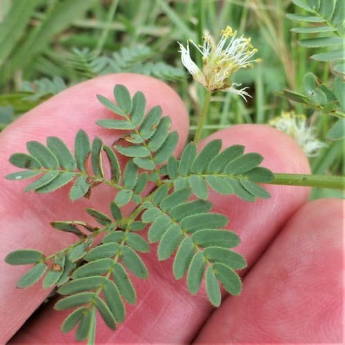 Prairie Bundleflower
