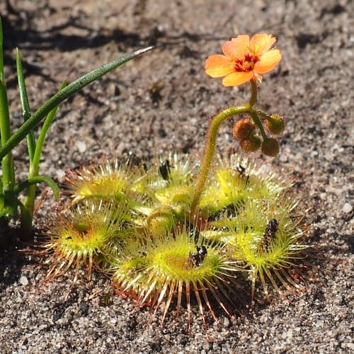 Pimpernel Sundew
