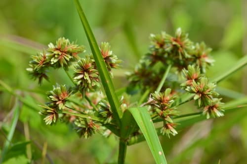 Green Flatsedge