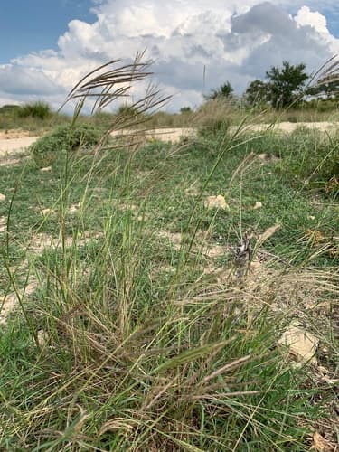 King Ranch bluestem