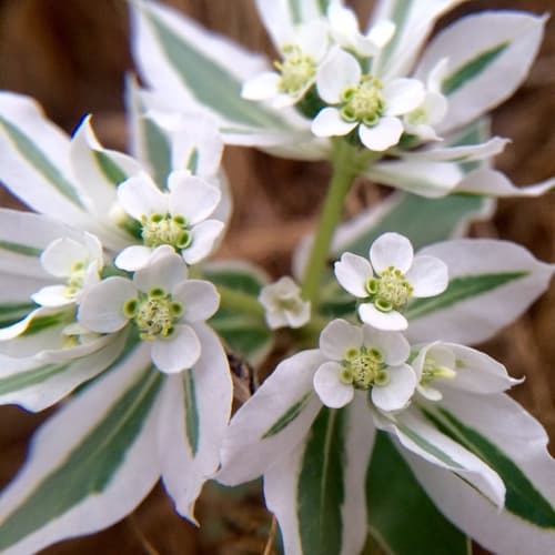 Snow-on-the-Mountain