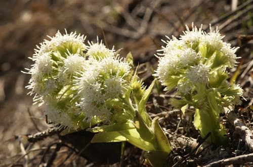 White Butterbur