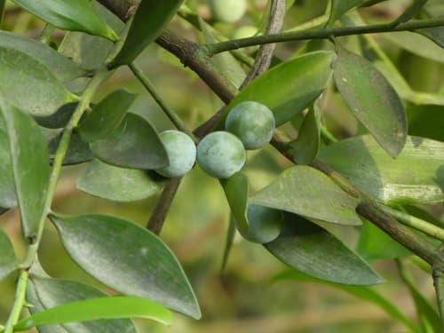 Asian Bayberry Bonsai