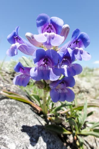 Royal Beardtongue