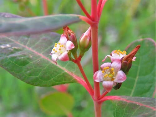 Greater Marsh St. John's-wort Bonsai