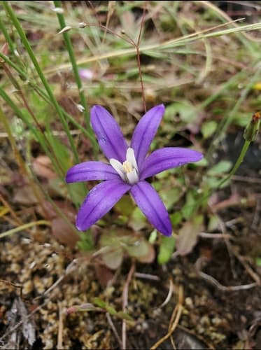 Crown Brodiaea