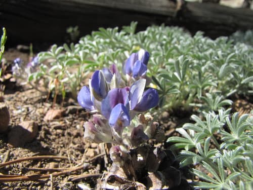 Brewer's Lupine
