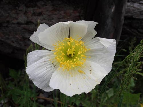 Alpine Poppy