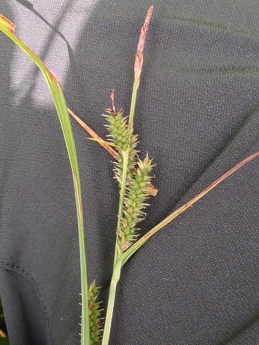 Eastern Rough Sedge