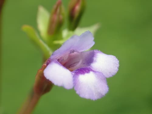 Brittle False Pimpernel Bonsai