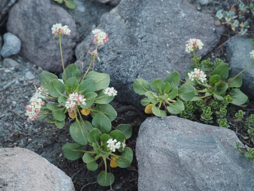 Pyrola-leaf Buckwheat Bonsai