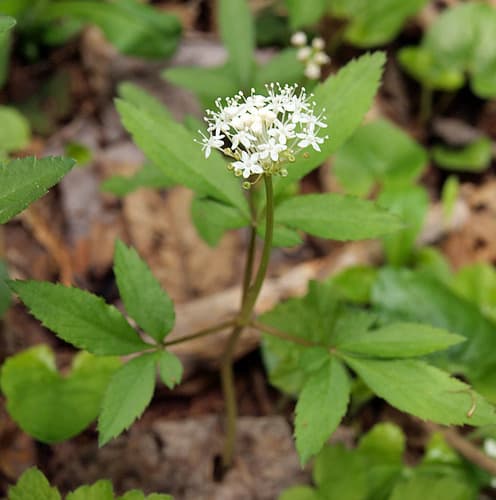 Dwarf Ginseng