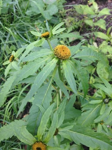 Greater Bur-marigold