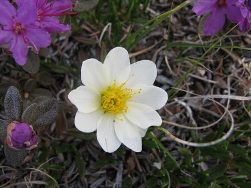 Entireleaf Mountain-Avens