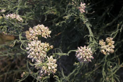 Hairy Milkweed