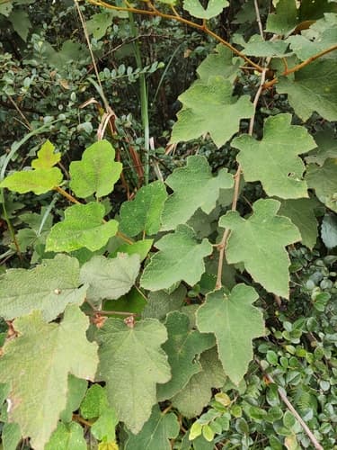 Rusty-haired Raspberry