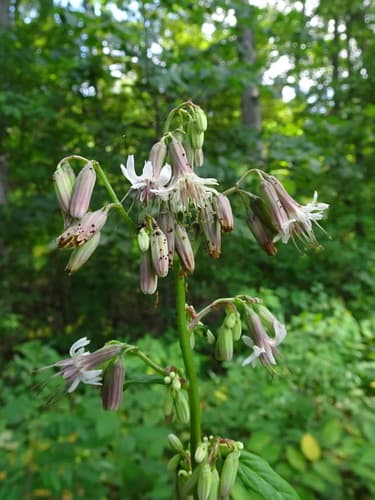 White Rattlesnake Root