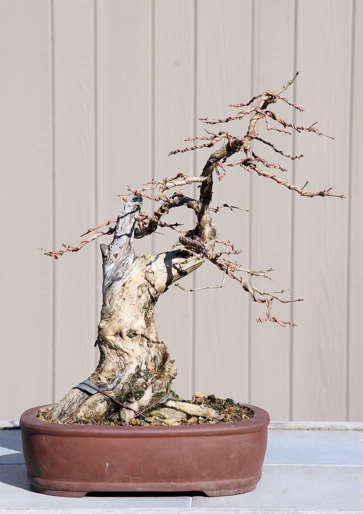 Honeysuckle Bonsai