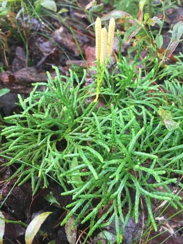 Northern Ground-Cedar