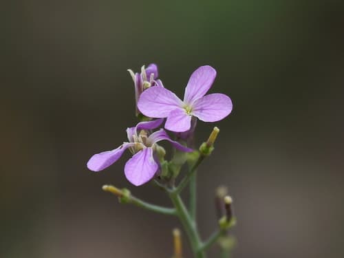 Slimleaf Plains-Mustard