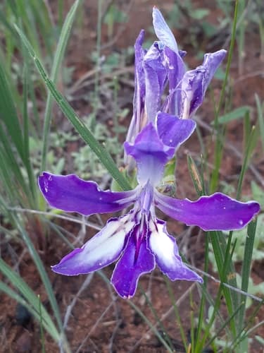 Common Bobbejaantjie