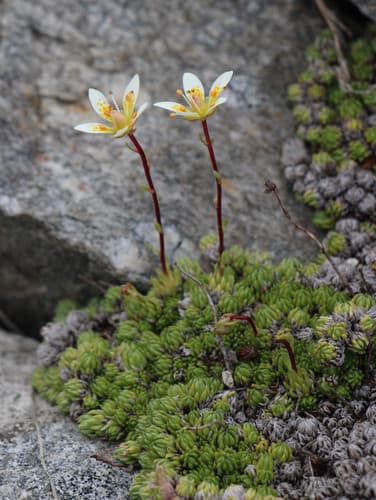 Mossy Saxifrage Bonsai