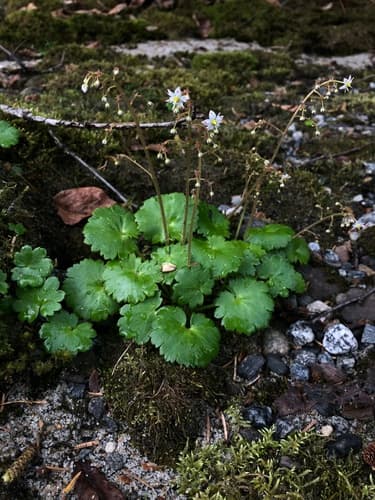 Wood Saxifrage