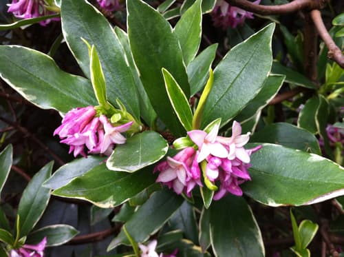 Winter Daphne
