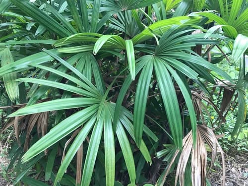 Little Lady Palm