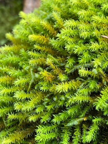 Rambling Tail-moss