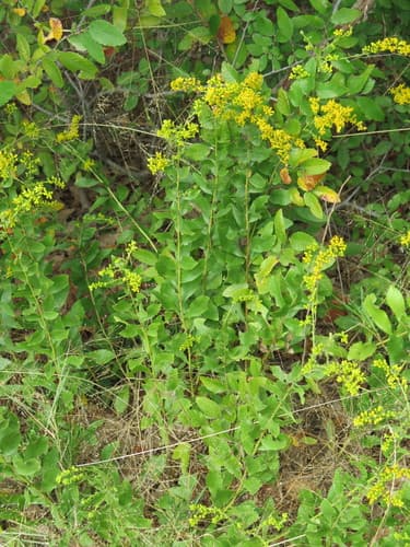 Rough Goldenrod