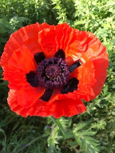 Oriental Poppy
