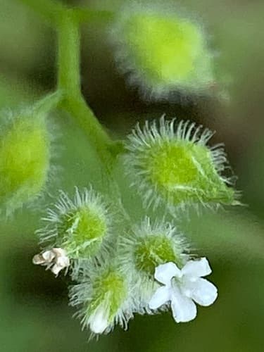 Large-seeded Forget-me-not Bonsai (Hypothetical)